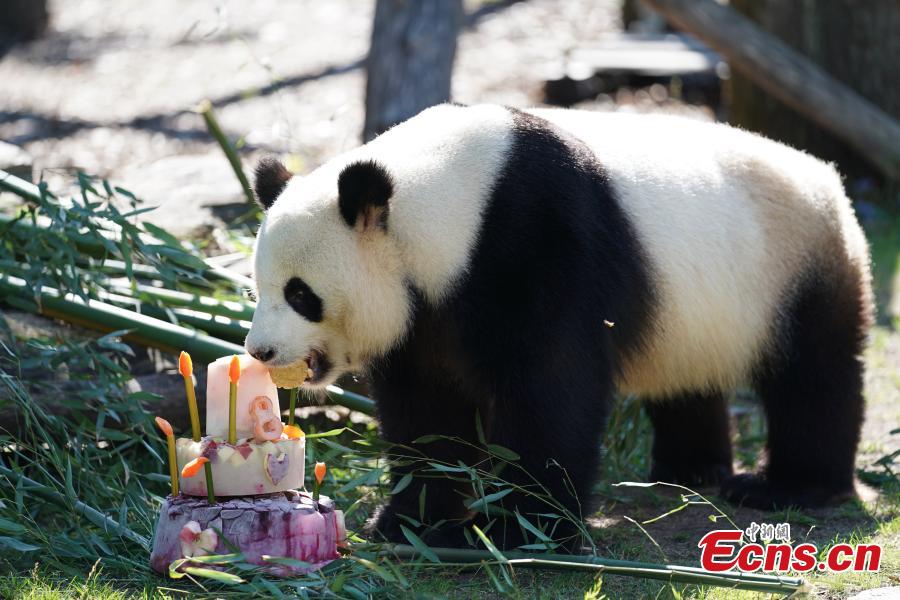 Jiaoqing, a Chinese male panda bear, enjoys a special cake made to celebrate its eighth birthday at the Berlin Zoo in Berlin, Germany, July 15, 2018. (Photo: China News Service/Peng Dawei)