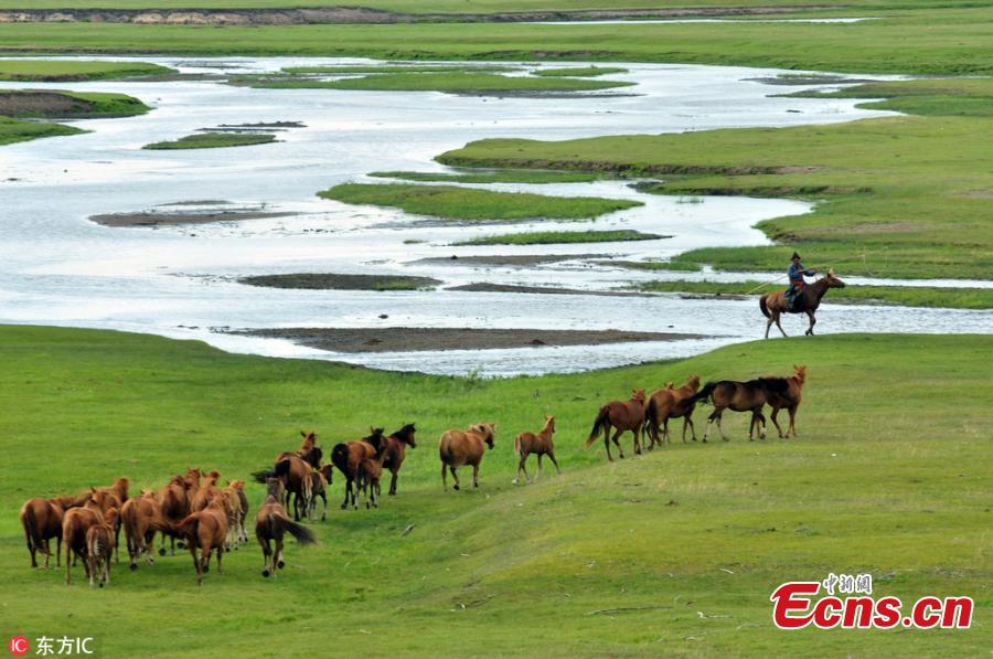 A view of an area of the Hulun Buir grassland in north China\'s Inner Mongolia Autonomous Region. It is now the best time of the year to visit the lush grassland. (Photo/IC)