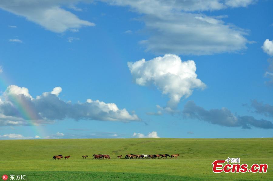 A view of an area of the Hulun Buir grassland in north China\'s Inner Mongolia Autonomous Region. It is now the best time of the year to visit the lush grassland. (Photo/IC)