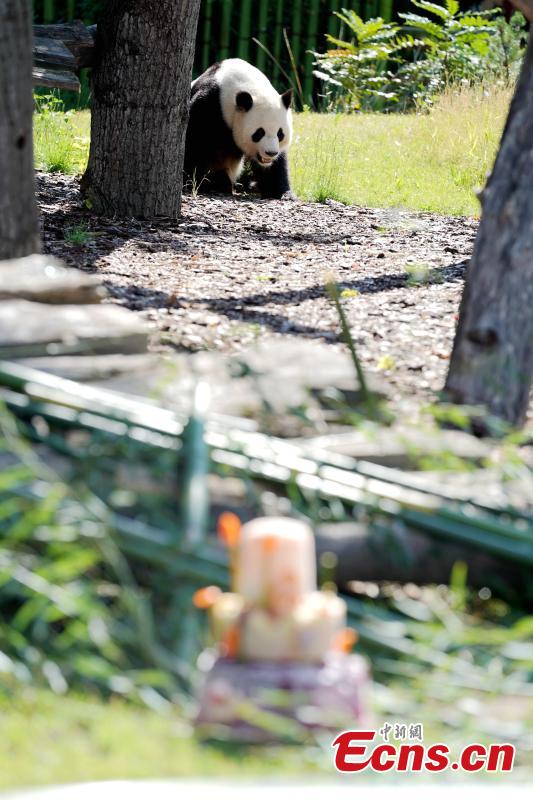 Jiaoqing, a Chinese male panda bear, enjoys a special cake made to celebrate its eighth birthday at the Berlin Zoo in Berlin, Germany, July 15, 2018. (Photo: China News Service/Peng Dawei)