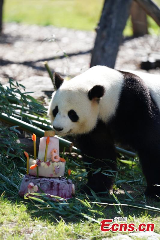Jiaoqing, a Chinese male panda bear, enjoys a special cake made to celebrate its eighth birthday at the Berlin Zoo in Berlin, Germany, July 15, 2018. (Photo: China News Service/Peng Dawei)
