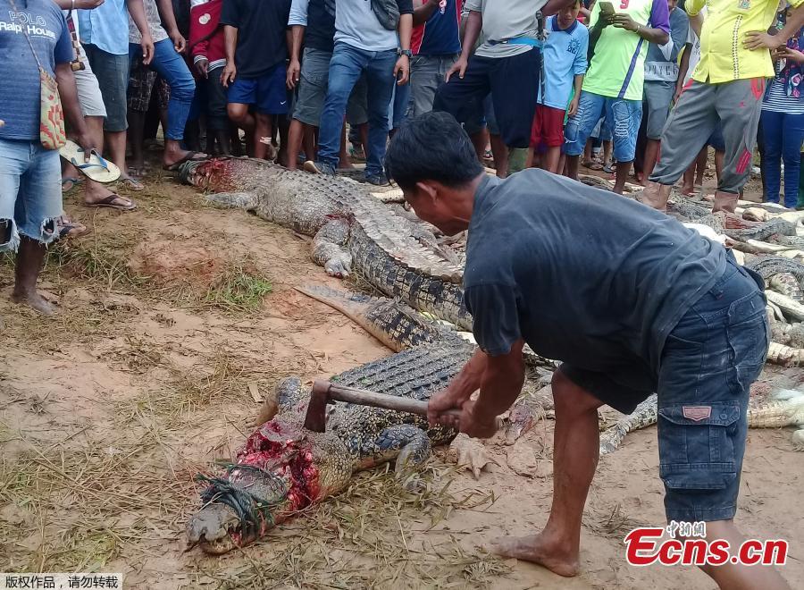 Armed with knives, hammers and clubs, villagers in the Sorong district of West Papua, Indonesia have killed 292 crocodiles at a sanctuary for the animals in retaliation for Sugito, a local man thought to have been killed by one animal from the site. The killing of a protected species is a crime that carries a fine or imprisonment in Indonesia, but local police were not able to stop the attack. (Photo/Agenies)