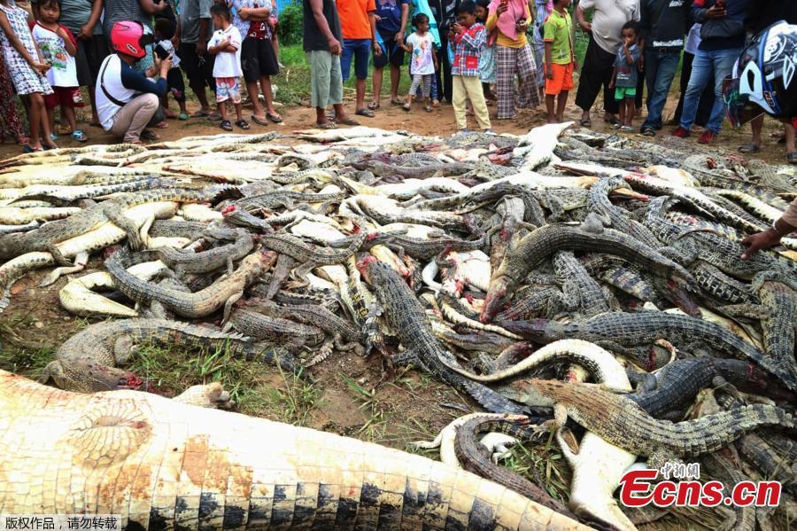 Armed with knives, hammers and clubs, villagers in the Sorong district of West Papua, Indonesia have killed 292 crocodiles at a sanctuary for the animals in retaliation for Sugito, a local man thought to have been killed by one animal from the site. The killing of a protected species is a crime that carries a fine or imprisonment in Indonesia, but local police were not able to stop the attack. (Photo/Agenies)
