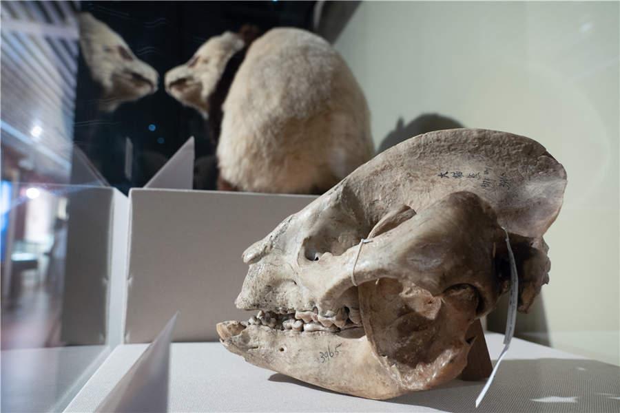 A panda skull is seen at the exhibition. (Photo/China Daily)
\