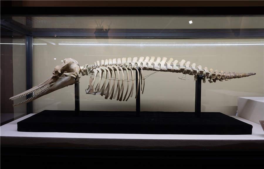 The world\'s oldest complete specimen of a Chinese river dolphin which was collected from the Yangtze River in 1910. (Photo/China Daily)
An exhibition featuring the artifacts once showcased at the Asiatic Society Museum, one of the first museums in the China, is now on at the Shanghai History Museum till Oct. 21.
The Asiatic Society Museum was officially established in 1874 at No 5 Yuanmingyuan Road (now No 20 Huqiu Road of Huangpu district).
Titled \