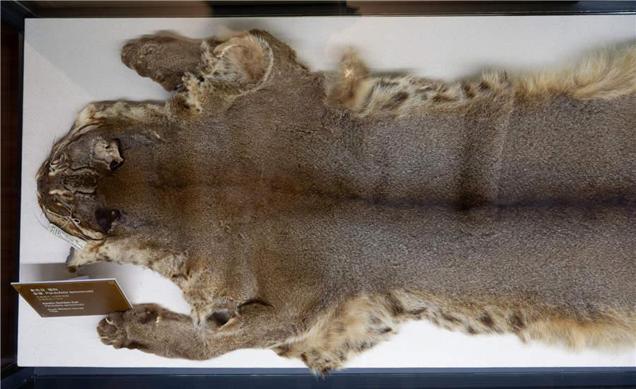The specimen of an Asian golden cat, which was collected in Southwest China\'s Yunnan Province in 1924. (Photo/China Daily)
According to Yang Zhigang, director of the Shanghai Museum, many of the 151 objects on display belonged to the original collection of the Museum of North China Branch of the Royal Asiatic Society.
In 1952, the museum operator, the Royal Asiatic Society, was closed and the museum collection was transferred to the municipality. The artifacts were later given to the Shanghai Museum of Natural History.
The displays of the ongoing exhibition have been arranged in a vintage style to recreate the original experience of going to the Asiatic Society Museum. For example, the first specimen of a Chinese giant panda is exhibited in a box that looks just like the original exhibition space at the Asiatic Society Museum.
Visitors to the exhibition at 325 Nanjing Road West can also enjoy interactive experiences and learn more about the exhibits through a mobile application.
