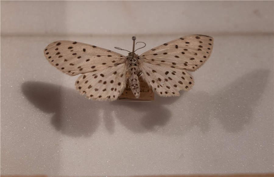 The specimen of a geometrid moth made by Priest Fr Jean Pierre Armand David in Sichuan province in 1870. (Photo/China Daily)