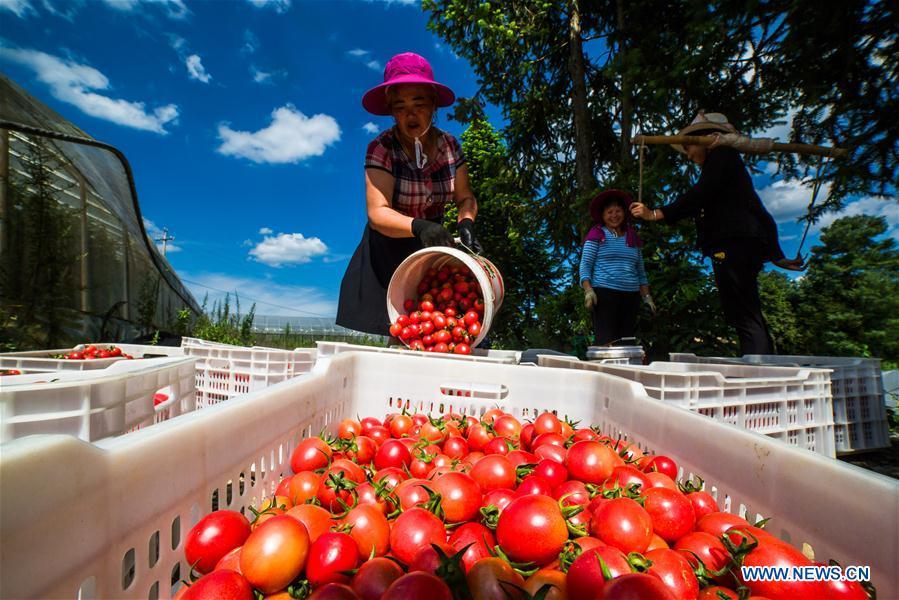 Photo taken on July 18, 2018 shows farmers busy harvesting cherry tomatoes in Dafang County of Bijie, southwest China\'s Guizhou Province. Farmers in Bijie County are busy collecting cherry tomatoes during the harvest season. (Xinhua/Luo Dafu)