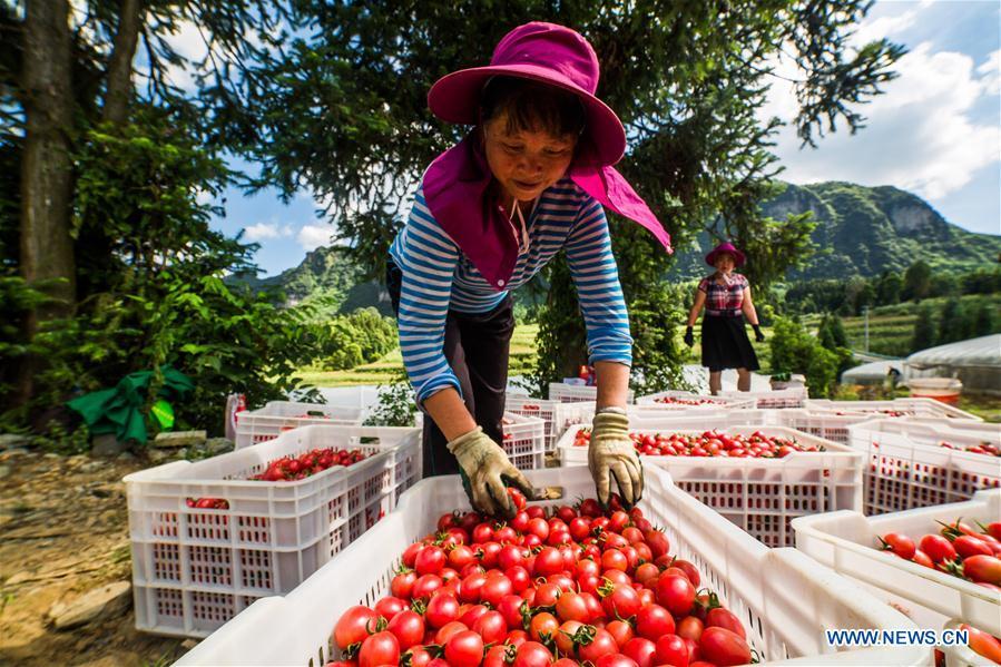 Farmers harvest cherry tomatoes in Dafang County of Bijie, southwest China\'s Guizhou Province, July 18, 2018. Farmers in Bijie County are busy collecting cherry tomatoes during the harvest season. (Xinhua/Luo Dafu)