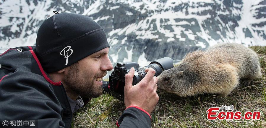 An Alpine marmot at the National Park Hohe Tauern, Austria. (Photo/VCG)