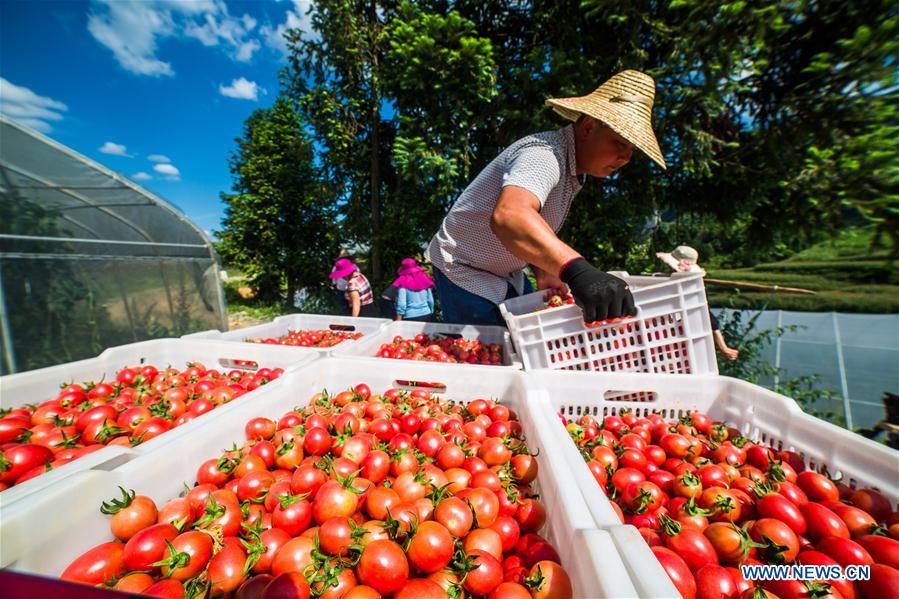 Farmers harvest cherry tomatoes in Dafang County of Bijie, southwest China\'s Guizhou Province, July 18, 2018. Farmers in Bijie County are busy collecting cherry tomatoes during the harvest season. (Xinhua/Luo Dafu)