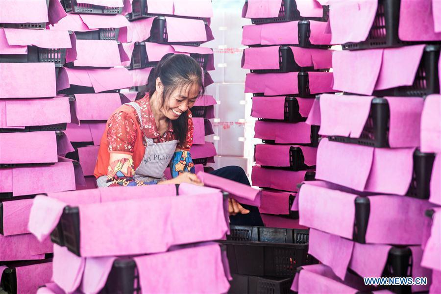 A farmer packs cherry tomatoes in Dafang County of Bijie, southwest China\'s Guizhou Province, July 18, 2018. Farmers in Bijie County are busy collecting cherry tomatoes during the harvest season. (Xinhua/Luo Dafu)