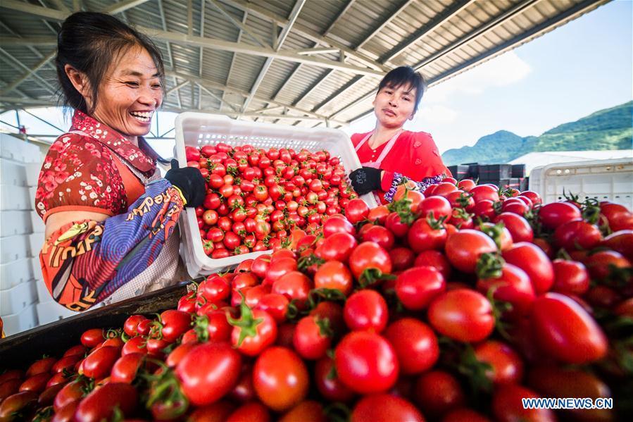Farmers load cherry tomatoes in Dafang County of Bijie, southwest China\'s Guizhou Province, July 18, 2018. Farmers in Bijie County are busy collecting cherry tomatoes during the harvest season. (Xinhua/Luo Dafu)