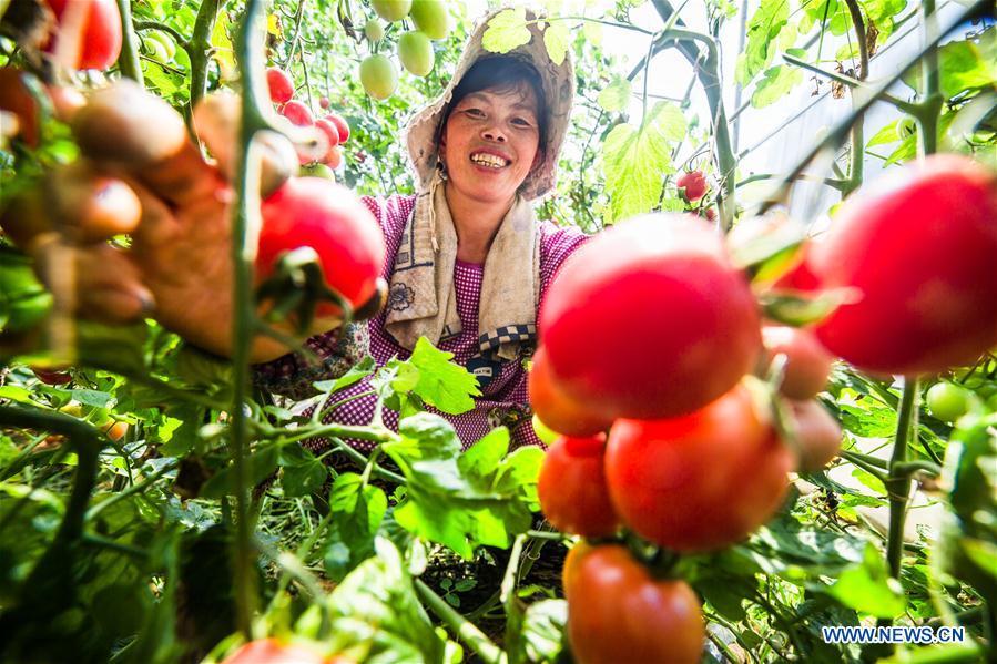 A farmer picks cherry tomatoes in the field in Dafang County of Bijie, southwest China\'s Guizhou Province, July 18, 2018. Farmers in Bijie County are busy collecting cherry tomatoes during the harvest season. (Xinhua/Luo Dafu)