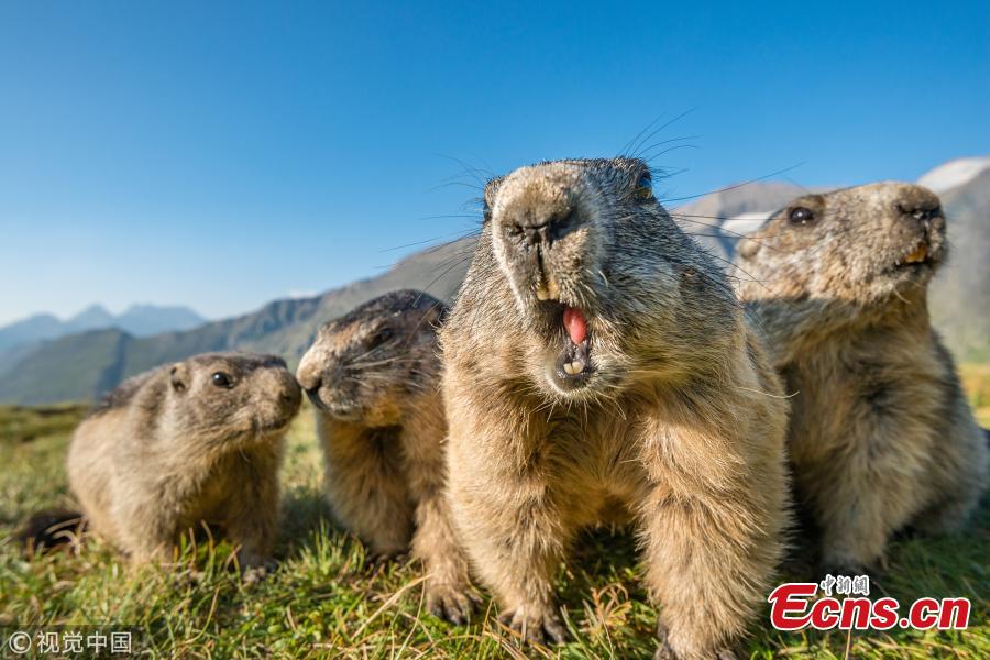 Alpine marmots (Marmota marmota) on rocks, National Park Hohe Tauern, Austria. (Photo/VCG)