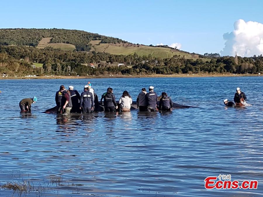 Photo taken on July 17, 2018 shows the Chilean National Fisheries and Aquaculture Service and the Chilean Navy managed to return a Sei whale weighing about two tons to the sea, after it was found beached on Chiloé Island, in the south of the country. (Photo/IC)