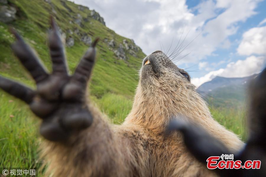An Alpine marmot at the National Park Hohe Tauern, Austria. (Photo/VCG)