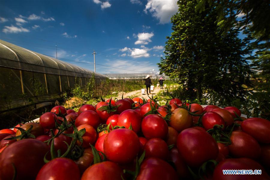 Photo taken on July 18, 2018 shows cherry tomatoes in Dafang County of Bijie, southwest China\'s Guizhou Province. Farmers in Bijie County are busy collecting cherry tomatoes during the harvest season. (Xinhua/Luo Dafu)