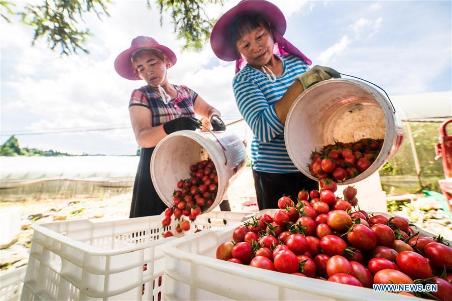 Farmers busy harvest cherry tomatoes in Dafang County of Bijie, southwest China\'s Guizhou Province, July 18, 2018. Farmers in Bijie County are busy collecting cherry tomatoes during the harvest season. (Xinhua/Luo Dafu)