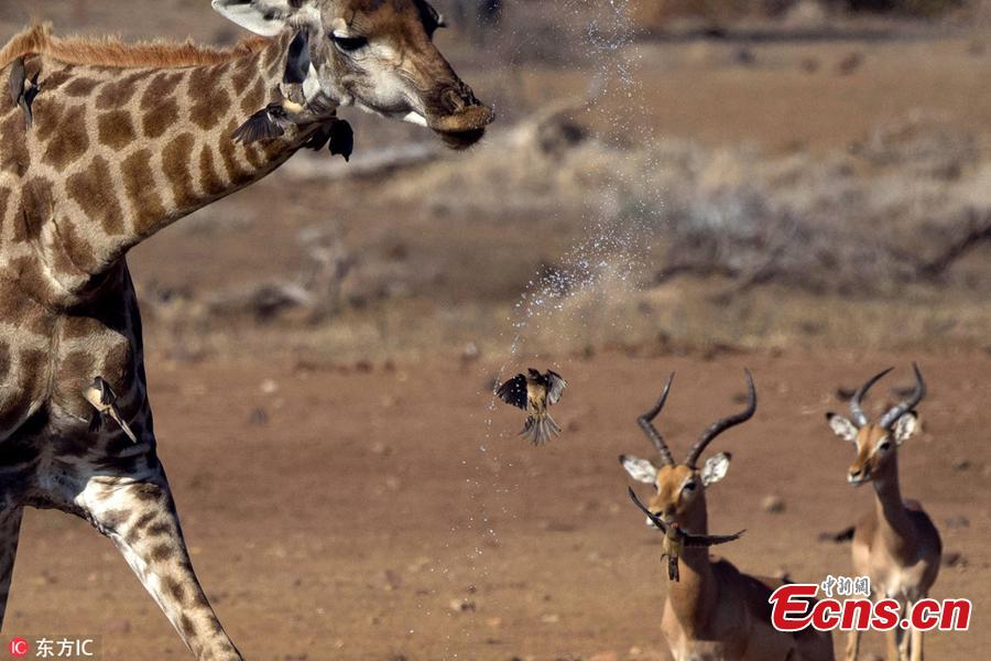 Snaps taken by wildlife photography safari guide and tour operator, Bernhard Bekker, shows an Oxpecker was soaked while flying underneath the drinking giraffe just as water spilled out of its mouth, at Kruger National Park in South Africa. The 41-year-old said the bird was caught in the water spray and looked like it was taking a shower intentionally as it was a very hot day. (Photo/IC)