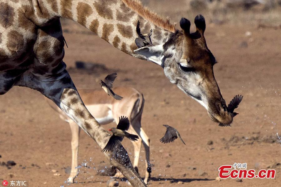 Snaps taken by wildlife photography safari guide and tour operator, Bernhard Bekker, shows an Oxpecker was soaked while flying underneath the drinking giraffe just as water spilled out of its mouth, at Kruger National Park in South Africa. The 41-year-old said the bird was caught in the water spray and looked like it was taking a shower intentionally as it was a very hot day. (Photo/IC)