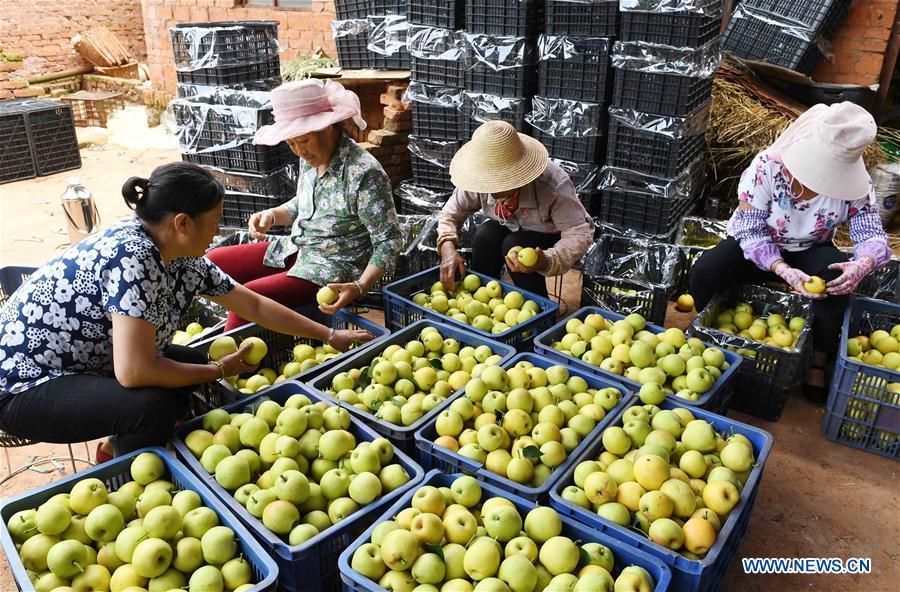 Farmers sort pears in an orchard in Xundian Hui and Yi Autonomous County, southwest China\'s Yunnan Province, July 20, 2018. (Xinhua/Yang Zongyou)