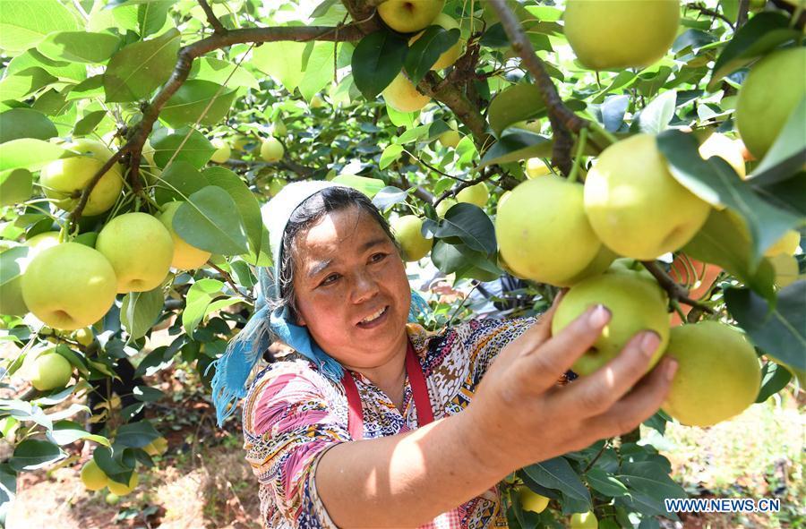 A farmer picks a pear at an orchard in Xundian Hui and Yi Autonomous County, southwest China\'s Yunnan Province, July 20, 2018. (Xinhua/Yang Zongyou)