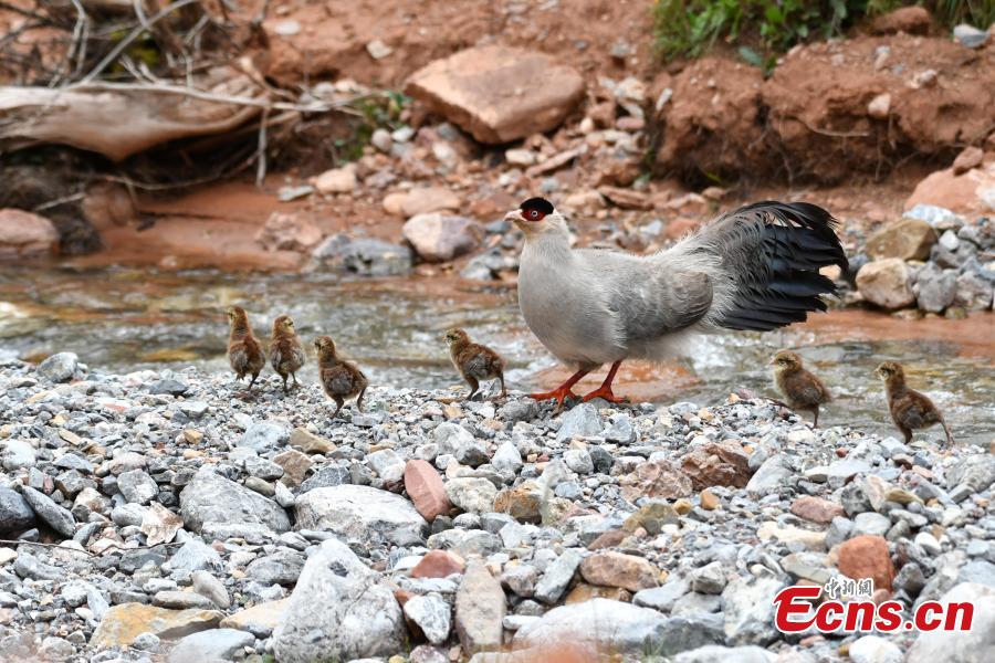 Photo taken by Niaoshouchongmu shows a White Eared Pheasant and its chicks. (Photo provided to China News Service)