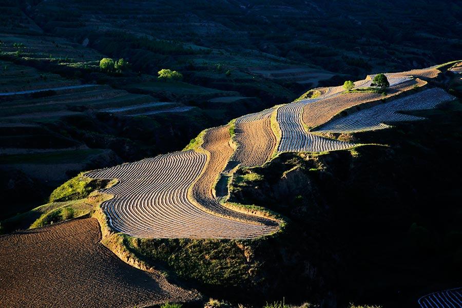 Protective film covers large areas of a cornfield in Wuzhai county, North China\'s Shanxi Province, creating an aerial view that looks like a free-form modern painting. The scene attracts summer tourists who enjoy nature\'s beauty. (Photo by Jiang Xinsheng/China Daily)
