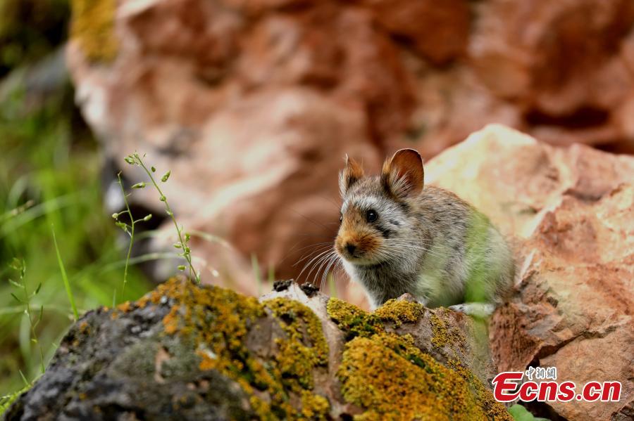 Photo taken by Ge Zengming shows a Glover\'s pika endemic to China. (Photo provided to China News Service)
Contestants from many countries submitted over 1,600 photos to the Angsai International Nature Observation Festival, including animals and plants, according to the organizers. The Angsai Grand Canyon is located at the riverhead area of the Lancang River, home to plants resistant to cold temperatures. In the festival, 54 participants in 18 teams observed nature in a designated area in Angsai Township, Zadoi County of Qinghai Province, under the guidance of local nomads, and then recorded their findings.