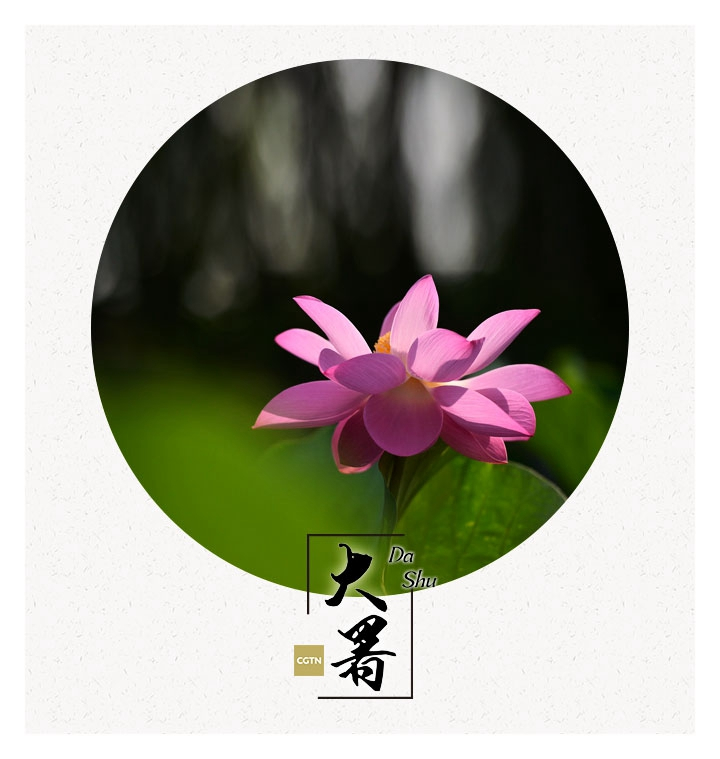 The \'boiling\' period
In Chinese classics, the character “Shu” was compared to the word “boiling,” which means the earth is like a pot of boiling water in the summer. (Photo/CGTN)
Many literary masters tried to describe the unbearable heat during this period, saying that birds would fold their wings, wolves would stop preying but rest under the shade, and the leaves of the grass wither while their roots were still alive.
But despite the heat, farmers also have to carry their hoes into their fields and since heat can easily lead to drought, irrigation is crucial for the future harvest.