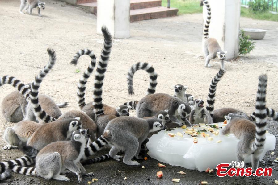 Animals try all possible ways to keep cool on a hot summer\'s day at Wuxi Zoo in Wuxi City, East China’s Jiangsu Province, July 24, 2018 . The zoo offered ice cubes, watermelon, air-conditioners and automatic water spraying devices to help the animals deal with the summer heat wave. (Photo: China News Service/Sun Quan)