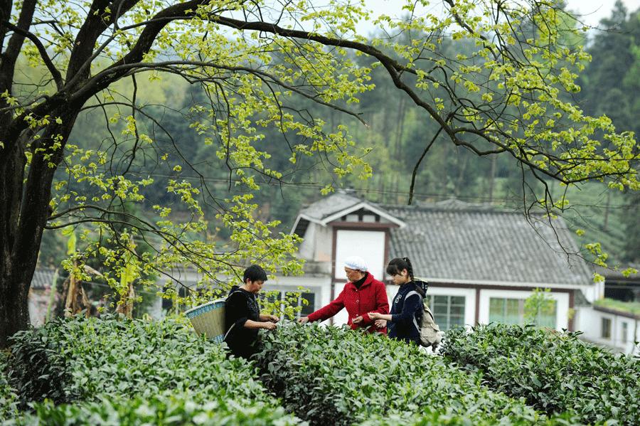 The development of the industry and related tourism has raised living standards for impoverished residents
A resident (left) of Hetaoba village, Meitan county, Guizhou province, teaches people from a nearby village how to pick tea. (Photo/Xinhua)
The fragrance of fresh tea fills the air on the streets of Hetaoba, a village in Meitan county, Guizhou Province. While this is an unusual season for picking in most tea-cultivation areas, the favorable weather conditions in Hetaoba allow three harvests every year, so the villagers are busy with their \