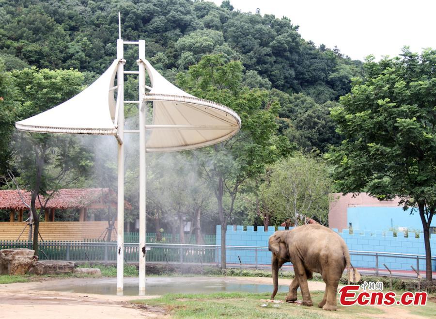 Animals try all possible ways to keep cool on a hot summer\'s day at Wuxi Zoo in Wuxi City, East China’s Jiangsu Province, July 24, 2018 . The zoo offered ice cubes, watermelon, air-conditioners and automatic water spraying devices to help the animals deal with the summer heat wave. (Photo: China News Service/Sun Quan)