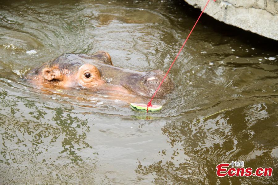 Animals try all possible ways to keep cool on a hot summer\'s day at Wuxi Zoo in Wuxi City, East China’s Jiangsu Province, July 24, 2018 . The zoo offered ice cubes, watermelon, air-conditioners and automatic water spraying devices to help the animals deal with the summer heat wave. (Photo: China News Service/Sun Quan)