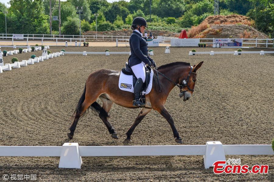 Wallace, with owner Christie McLean, is the first mule to win a British dressage event and did so during the first time that the half-donkey, half-horse animals were allowed to take part. (Photo/VCG)
