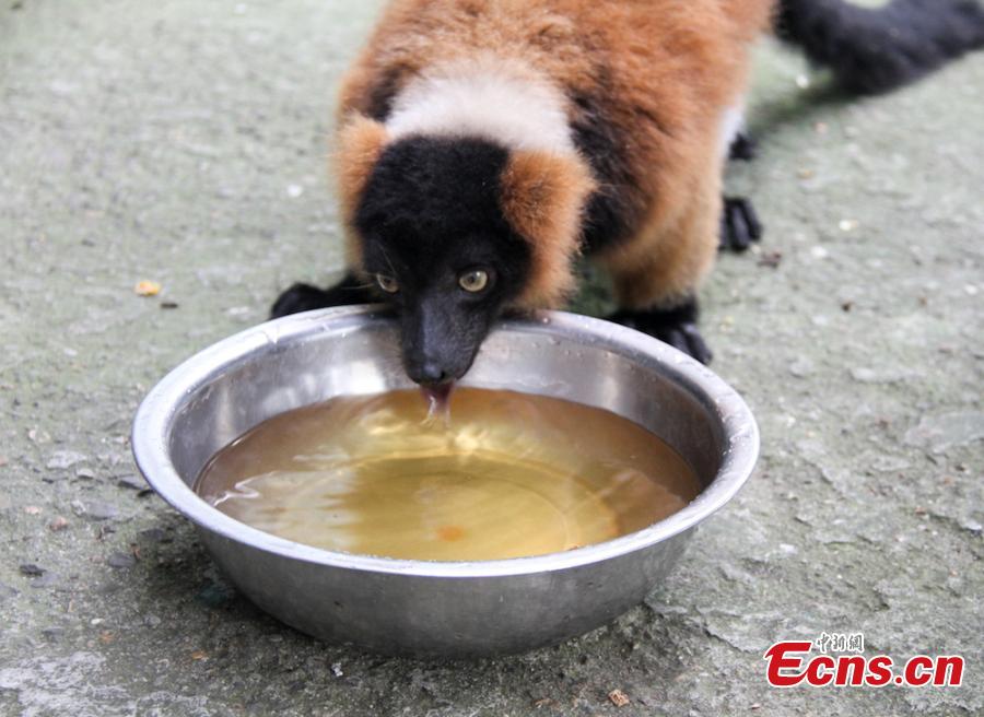 Animals try all possible ways to keep cool on a hot summer\'s day at Wuxi Zoo in Wuxi City, East China’s Jiangsu Province, July 24, 2018 . The zoo offered ice cubes, watermelon, air-conditioners and automatic water spraying devices to help the animals deal with the summer heat wave. (Photo: China News Service/Sun Quan)