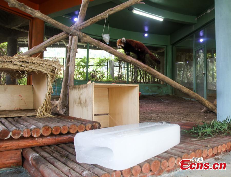 Animals try all possible ways to keep cool on a hot summer\'s day at Wuxi Zoo in Wuxi City, East China’s Jiangsu Province, July 24, 2018 . The zoo offered ice cubes, watermelon, air-conditioners and automatic water spraying devices to help the animals deal with the summer heat wave. (Photo: China News Service/Sun Quan)