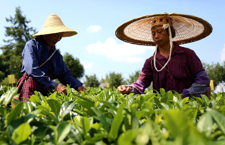 Residents of villages in Meitan pick green-tea leaves. (YANG JUN/CHINA DAILY)
Future plans
Hetaoba, which has earned the name the \
