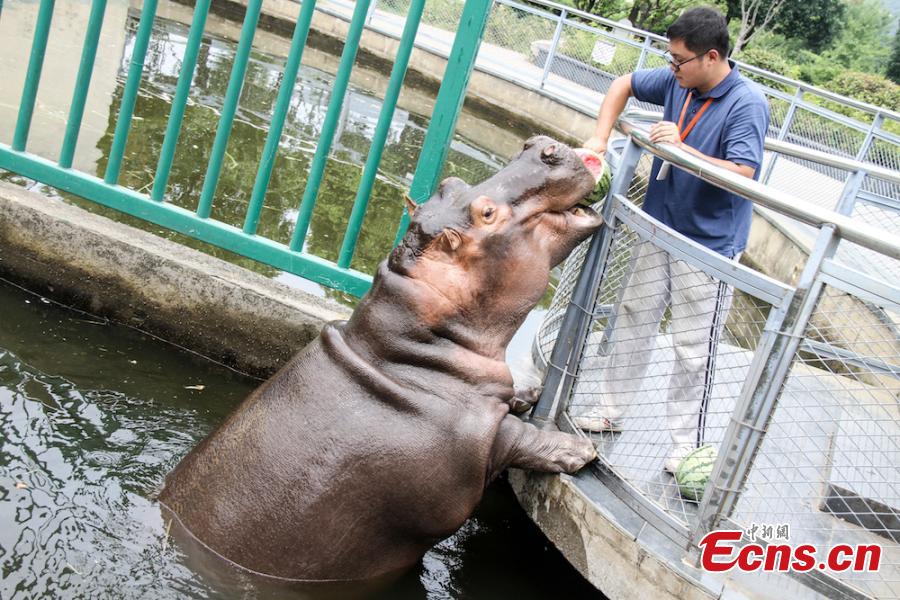 Animals try all possible ways to keep cool on a hot summer\'s day at Wuxi Zoo in Wuxi City, East China’s Jiangsu Province, July 24, 2018 . The zoo offered ice cubes, watermelon, air-conditioners and automatic water spraying devices to help the animals deal with the summer heat wave. (Photo: China News Service/Sun Quan)