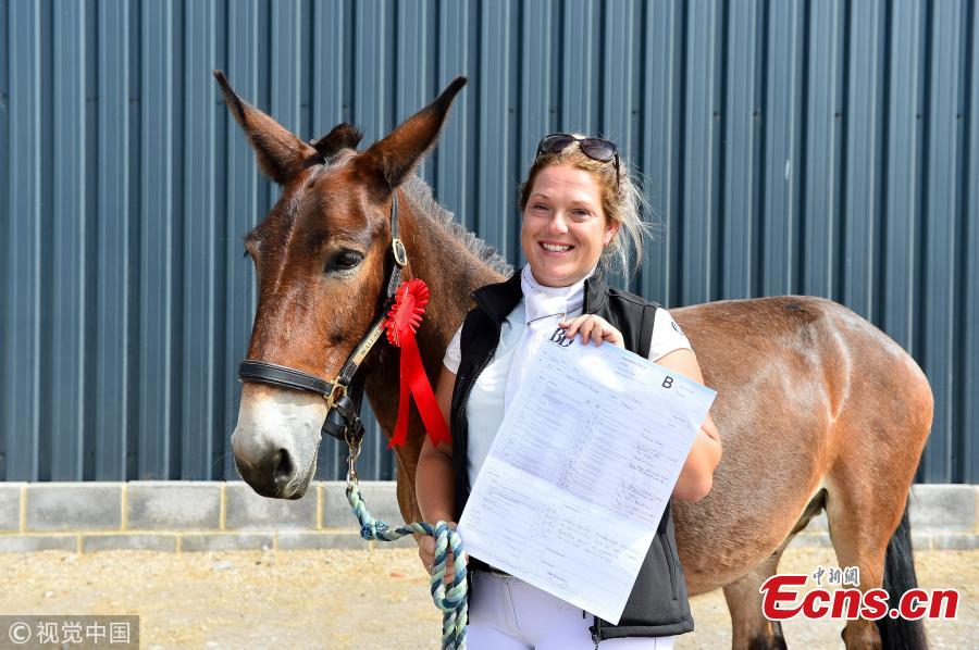 For the first time ever in the UK, Wallace the Great competed in a British Dressage Quest Club competition, held at Summerhouse Equestrian, Gloucestershire on July 22, 2018 ? and beat eight full-horse competitors. Wallace, aged 11, lives in Dursley, Gloucestershire, with two donkeys and another mule who was so badly abused it could not be ridden. (Photo/VCG)