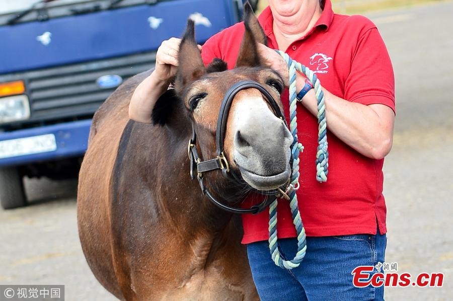 Wallace The Great had been turned down from official events and was told he could not be a member of British Dressage because he is half horse, half donkey. (Photo/VCG)