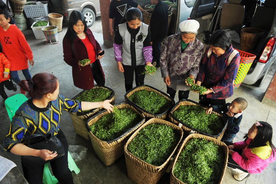 Residents of villages in Meitan and Zheng\'an counties sell freshly picked green-tea leaves. (Photo/Xinhua)
Reforms
According to Chen Tingming, Party chief of the Hetaoba village committee, the village was once notoriously poor and the residents depended on traditional crops such as corn as well as animal husbandry for their livelihoods. A large proportion of what are now tea fields was barren land, while the village lacked arable land and there was little water for irrigation.
\