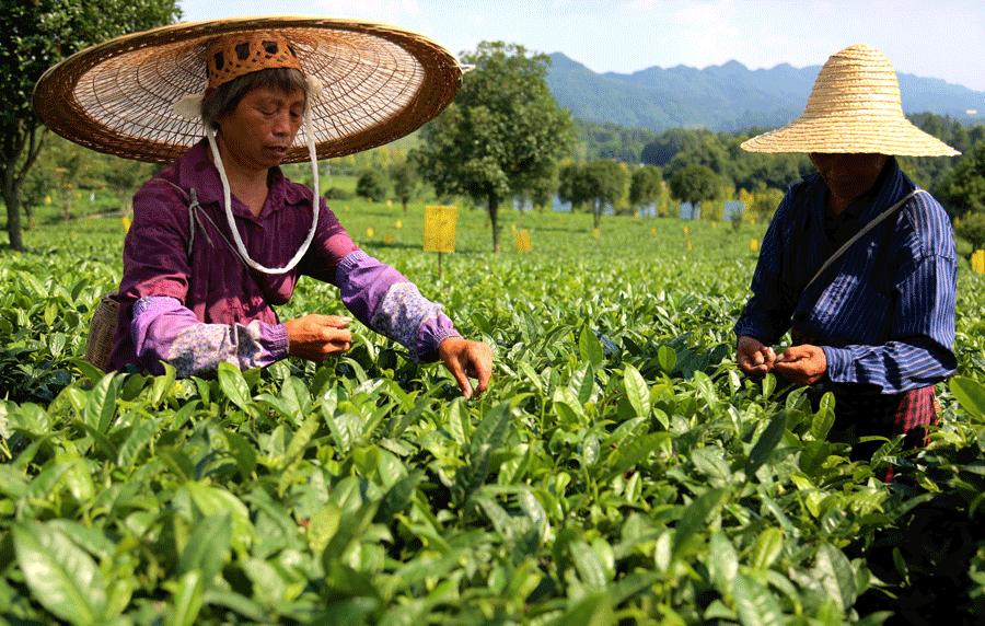 Residents of villages in Meitan pick green-tea leaves. (YANG JUN/CHINA DAILY)
Wider benefits
Li Jie, general manager of Sipinjun Tea Co in Hetaoba, has witnessed the rapid growth of the local tea industry, especially in recent years. He cited his company as an example.
Sipinjun was started in 2006 by tea processors in the village who combined the equipment in their family factories to form a cooperative.
\