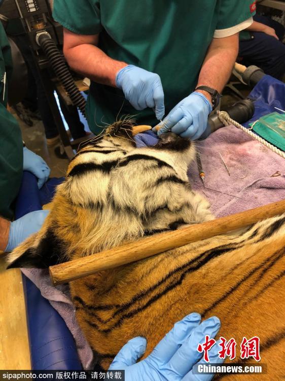 Tio the tiger gets three root canals on fractured teeth at Carolina Tiger Rescue on July 21, 2018. Volunteer veterinary dentists from the Peter Emily International Veterinary Dental Foundation in Colorado traveled to Pittsboro to perform procedures on four big cats at no cost to the rescue. (Photo/Sipaphoto)