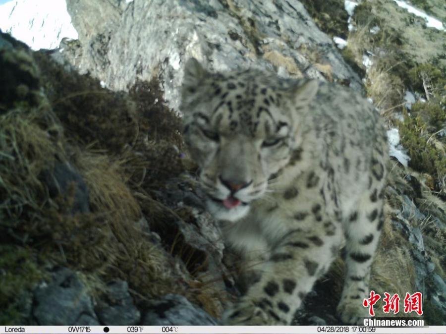 An image taken by an infrared camera shows a leopard in the Muxiangpo area, 4,080 meters above sea level, in the Wolong Natural Reserve in Sichuan Province. It is the first time in 30 years a leopard has been found in the reserve, a core part of the Sichuan giant panda sanctuaries. Infrared cameras also caught images of snow leopards and three black bears cubs in the same frame. (Photo: China News Service/Zhong Xin)