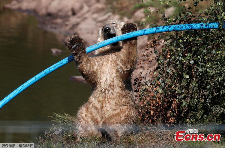 Hamish the first polar bear cub to be born in the UK for 25 years cools down in the pond in his enclosure at The Highland Wildlife Park near Kingussie, Scotland, Britain July 26, 2018. (Photo/Agencies)