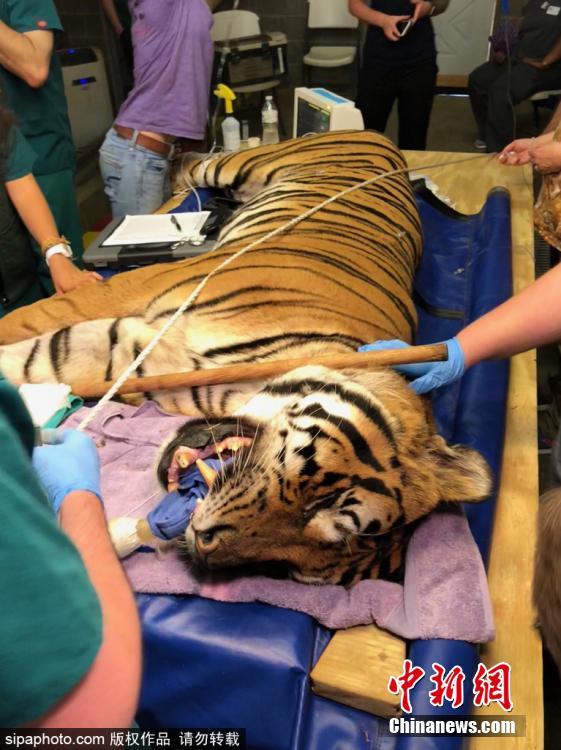 Tio the tiger gets three root canals on fractured teeth at Carolina Tiger Rescue on July 21, 2018. Volunteer veterinary dentists from the Peter Emily International Veterinary Dental Foundation in Colorado traveled to Pittsboro to perform procedures on four big cats at no cost to the rescue. (Photo/Sipaphoto)