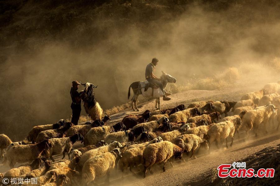 Sheep, brought by shepherds for pasturing to Kiyiduzu village, travel among the dust through the foothills of Mount Nemrut during sunset in Tatvan district of Bitlis, Turkey, July 26, 2018. (Photo/VCG)