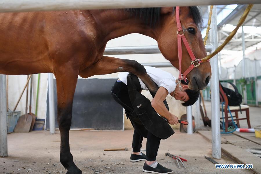 Zhou Jian, a student of Sunshine Riding School, trims a horse\'s hooves in Yihuang County of Fuzhou, east China\'s Jiangxi Province, May 8, 2018. Equestrianism had never been heard of in Yihuang, an agricultural county in east China\'s Jiangxi Province, until Sunshine Riding School began recruiting rural teenagers in 2015. So far, most of the 90 students are working or aspiring to work in horse riding clubs in China\'s largest cities such as Beijing, Shanghai and Hangzhou. (Xinhua/Zhou Mi)